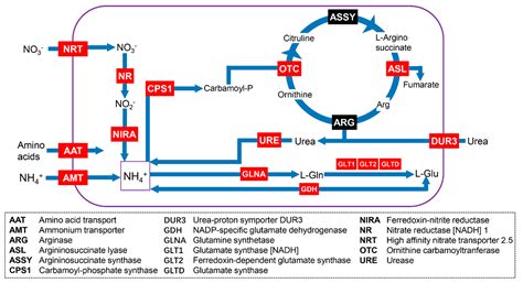 Full-Length Transcriptome Analysis of the Ichthyotoxic Harmful Alga ...