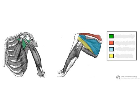Image result for Rotator Cuff Muscle Actions