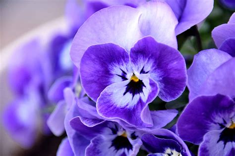 Violet Flowers: Meaning, Symbolism, and Proper Occasions - A-Z Animals