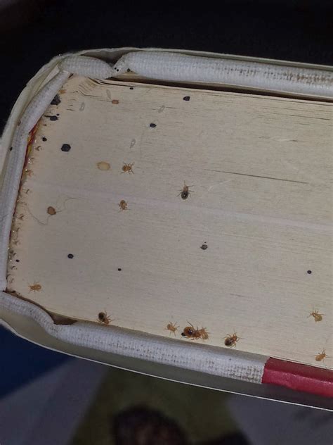 BedBugsChicago - 855-855-Bugs: Bed Bugs on Your Books!