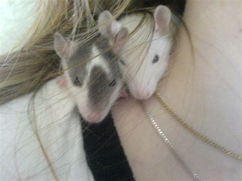 Süße Rattenbabys abzugeben 10€ Tier in Berlin | Tiere | Kleinanzeigen