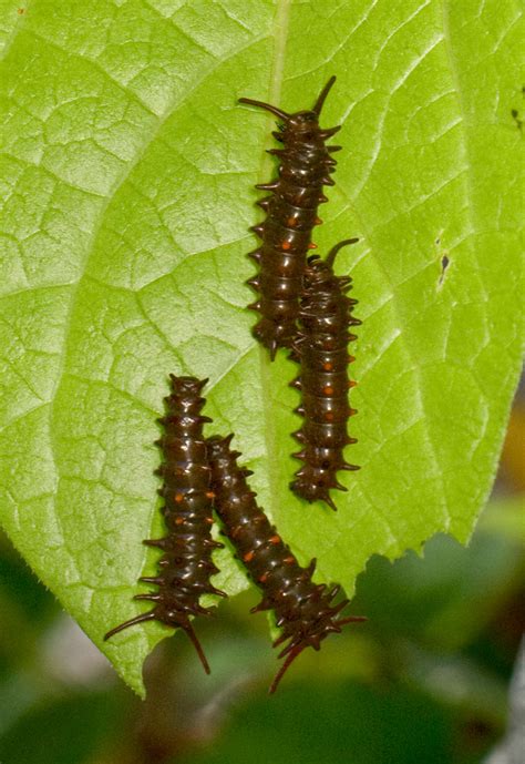 Pipevine Swallowtail - Alabama Butterfly Atlas