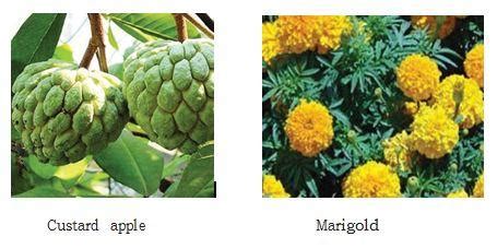 Maggot Wound | Dairy Knowledge Portal