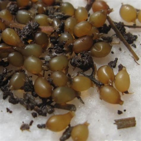 Buy RedWigglersFarm – 1 LBS (Approximately 1,000 COCOONS) Premium Red ...