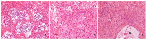 Aspergillus Section Fumigati Pneumonia and Oxalate Nephrosis in a Foal