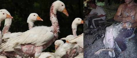 Image result for Processing Geese