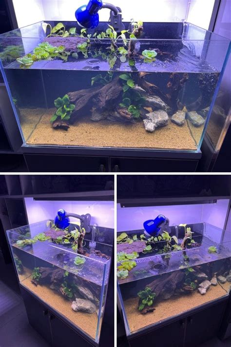 Setting Up a Turtle Tank 的图像结果