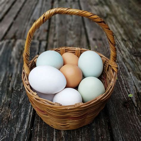 Utah's 108-Year-Old Fassio Egg Farms is Acquired by Cal-Maine Foods ...