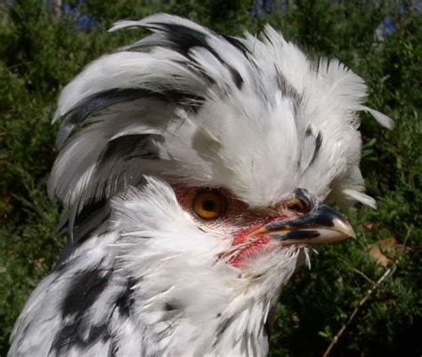 Image result for Boo Boo Chicken