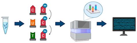 Evaluation of Illumina and Oxford Nanopore Sequencing for the Study of ...