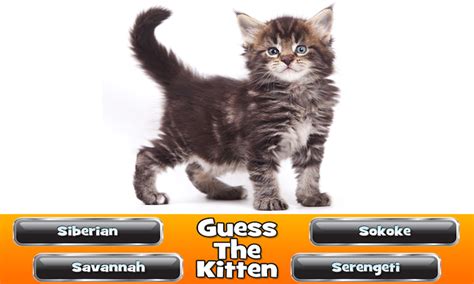 Guess The Kitten Breed - Trivia Game - App on Amazon Appstore