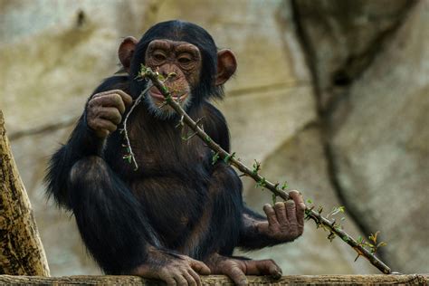 10 Mind-Blowing Facts About Chimpanzees - Wide Open Spaces