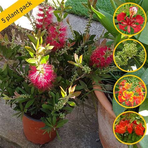 Buy Top 5 Flowering Avenue Trees online from Nurserylive at lowest price.