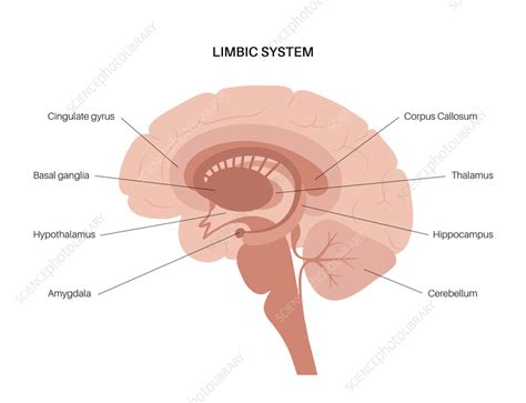 Image result for Limbic System Function Animation