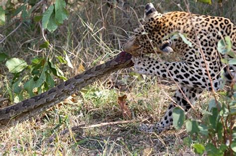 Python Eating Leopard 的图像结果