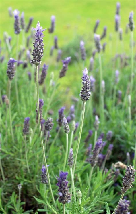French Lavender Plants