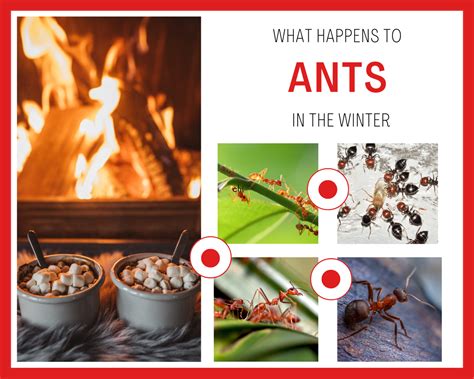 WHAT HAPPENS TO ANTS DURING THE WINTER