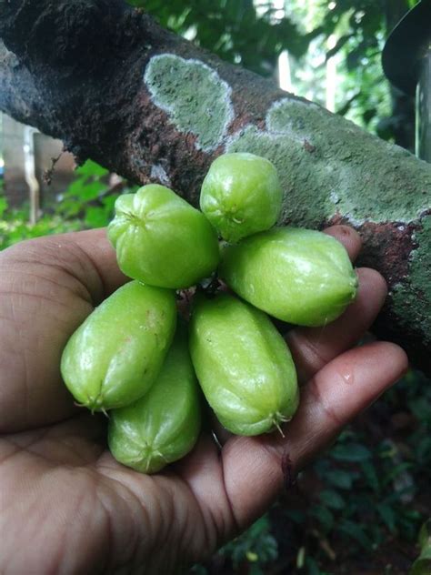 ये है दुनिया का सबसे खट्टा फल, जानिए कितना खतरनाक - What is the sourest ...