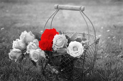 Image result for Using Selective Color Photoshop