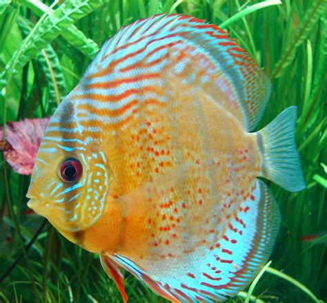 Image result for Discus Tropical Fish