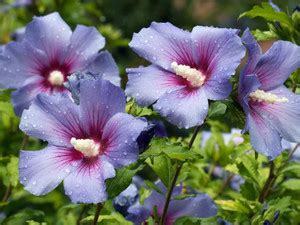 Planterce Green Hibiscus Plant Price in India - Buy Planterce Green ...