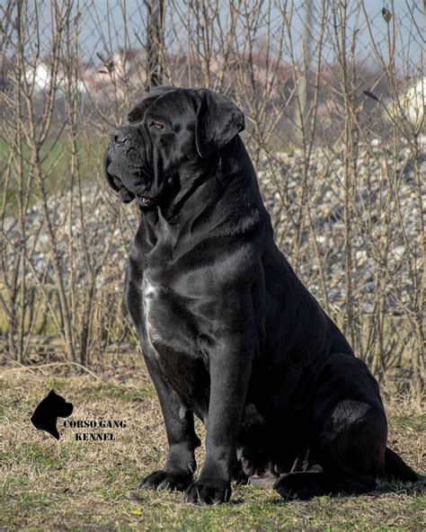 Cane Corso Mastiff 的图像结果