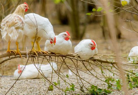 Life Expectancy of Chickens - FOUR PAWS International - Animal Welfare Organisation