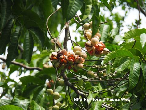 Rohitak | Trees of Empress Botanical Garden