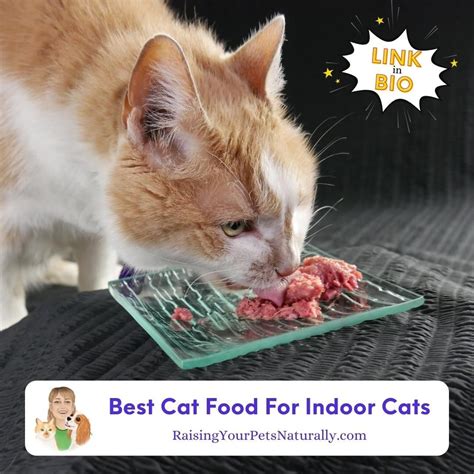 what is the best cat food