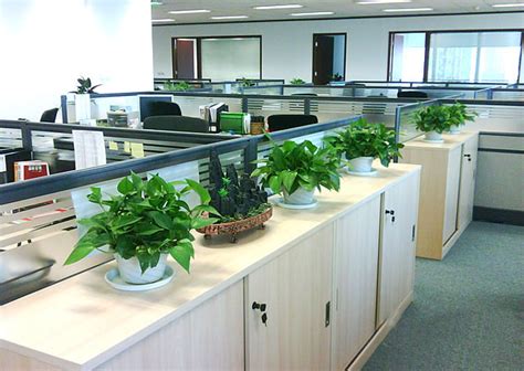办公室常用的大型绿植（一）