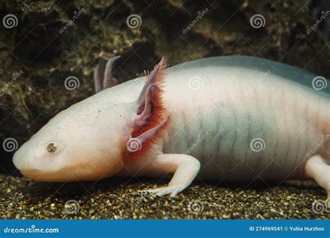 Albino Mexican Walking Fish