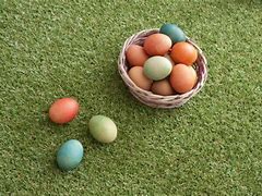 Image result for Spring Bunny's Picds