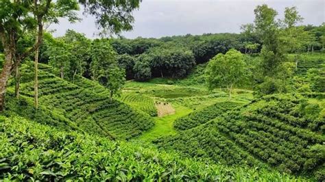 সিজনের শেষ ট্যুর 👉 শ্রীমঙ্গল ডে ট্যুর 😱 ২৪ ফেব্রুয়ারি ২০২৫ 🔥 ...