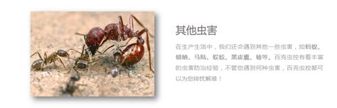 公司简介 防虫 害虫设计图__其他_广告设计_设计图库_昵图网nipic.com