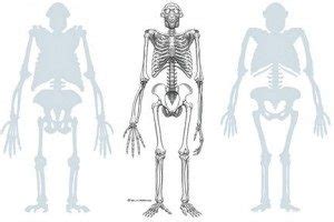 Image result for Ardipithecus Ramidus Discovery