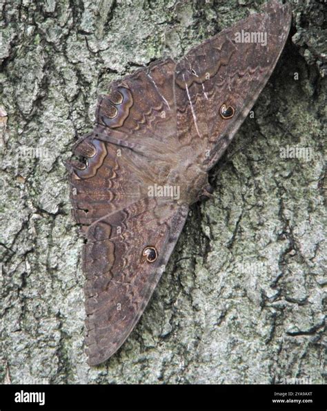 Black Witch (Ascalapha odorata) Insecta Stock Photo - Alamy