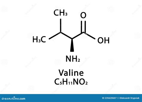Valine, Molecular Structures, Amino Acid, 3d Model, Structural Chemical Formula And Atoms With ...