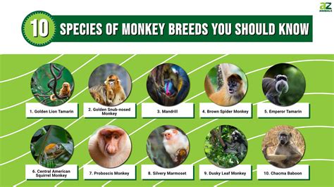 Pet Monkey Types 的图像结果