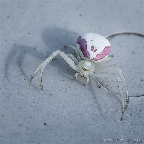 White Crab Spider Poisonous