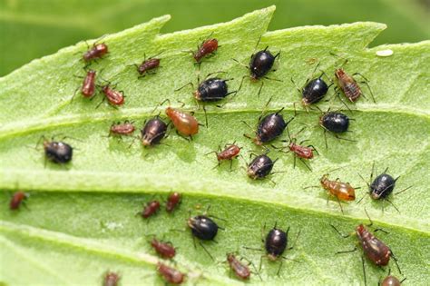 Salt marsh entomologist blog: Aphids and their predators on marsh elder – June 23, 2014