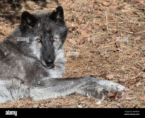 Black Timber Wolf (also known as a Gray or Grey Wolf) waking up from a ...