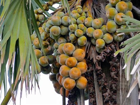 The Palmyra Palm Fruit…. - Ibiene Magazine