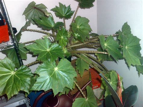 Types Of Begonia House Plants