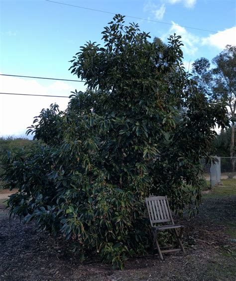 Image result for Avocado Tree Pruning