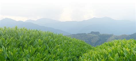Kuradashi: Fine Aged Japanese Green Teas | Rishi Tea