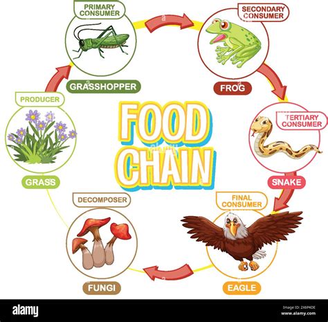 Science Food Chain 的图像结果