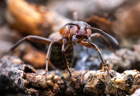 First Aid for Fire Ant Bites and Stings: What To Do | STC