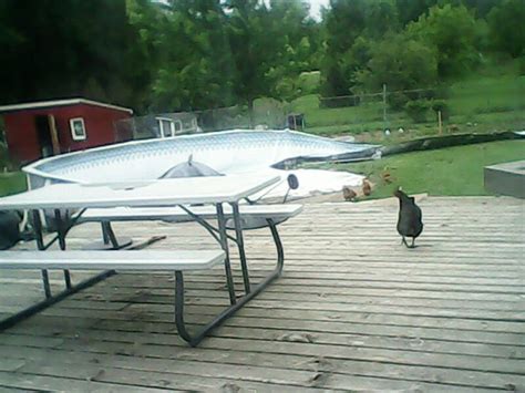 Image result for Swimming Pool Exploded