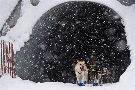 Our favorite photos from a snowy Iditarod ceremonial start - Anchorage ...