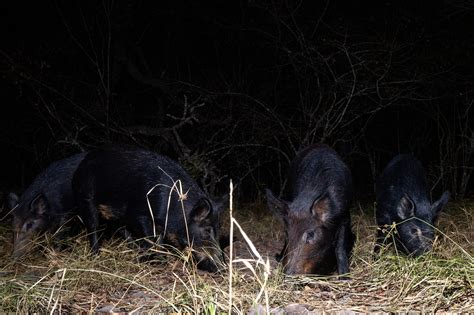 How to manage feral hogs and help protect the Matagorda Basin - Texas ...